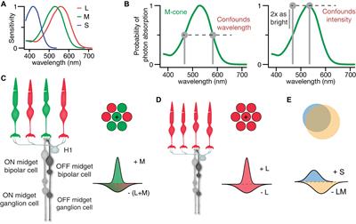 Reconciling Color Vision Models With Midget Ganglion Cell Receptive Fields